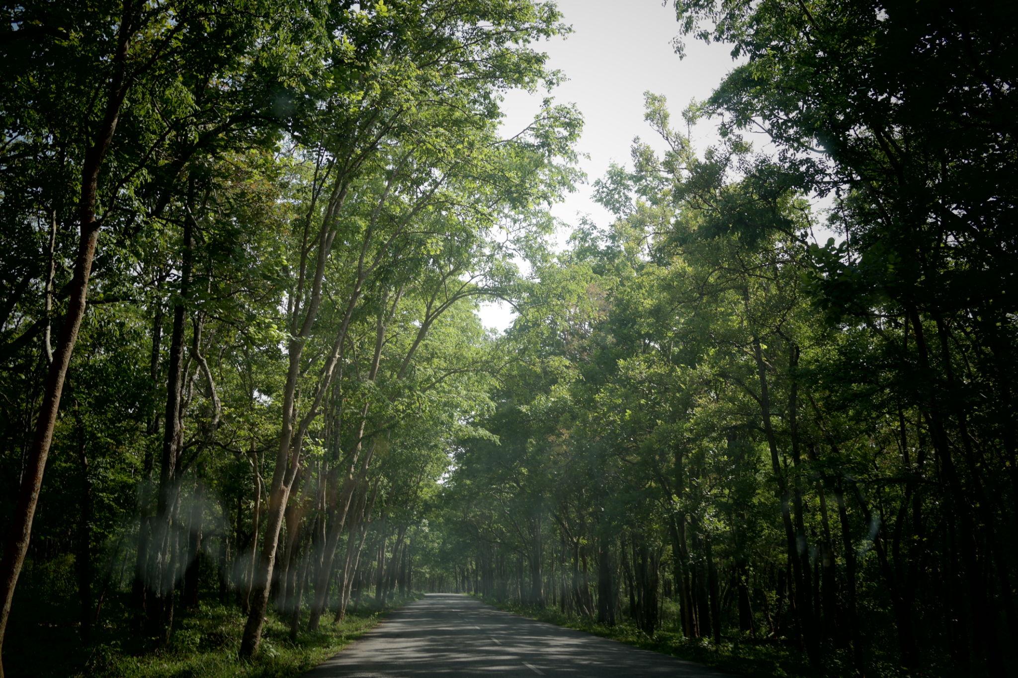 Wayanad Forest